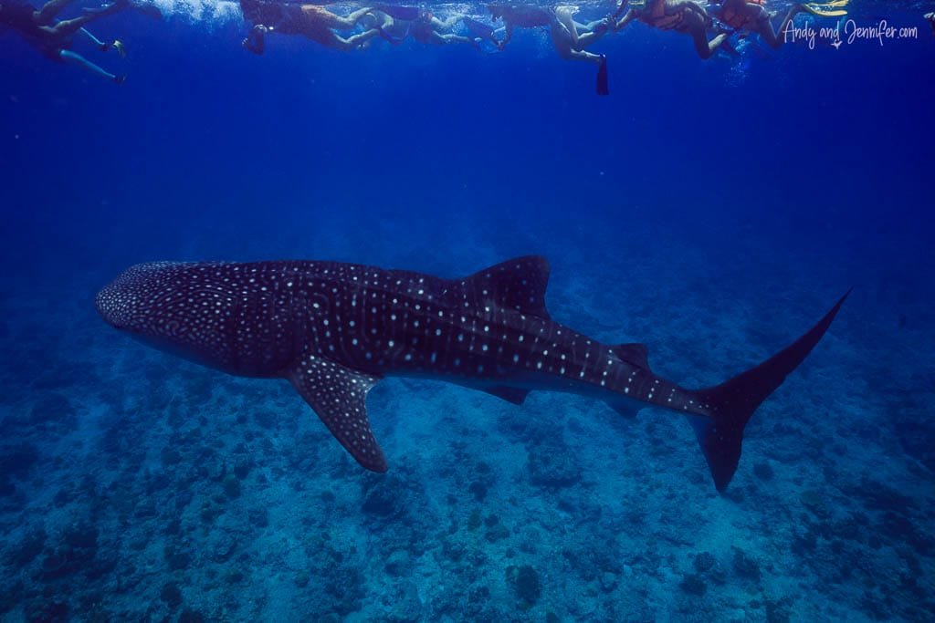 Snorkeling with whale shark in the Maldives - whale shark surrounded by snorkelers