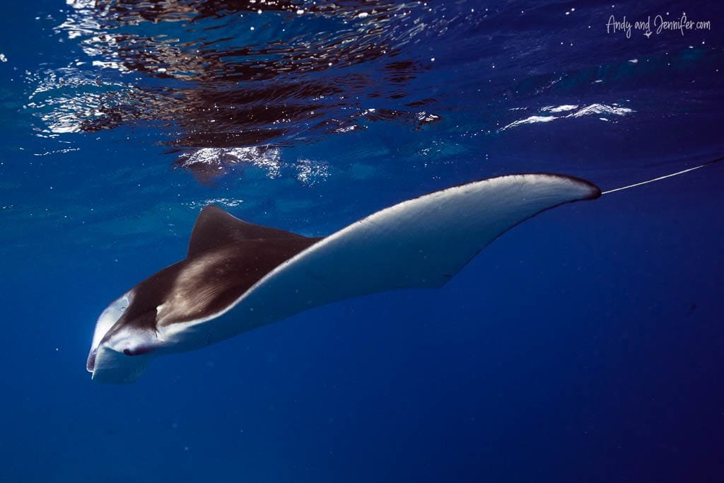 Manta ray in the clear blue waters of the Maldives