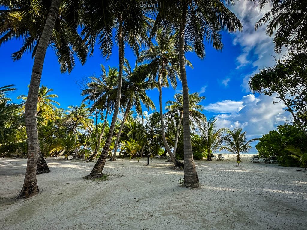 Beach with tall palm trees and clear blue sky.