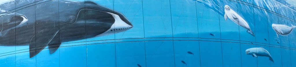 Whale and belugas underwater mural on blue wall