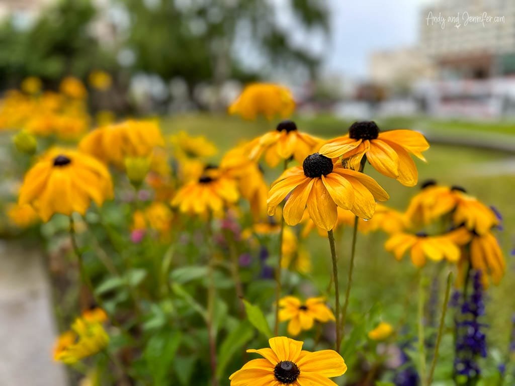 Close-up of vibrant yellow flowers in an urban garden