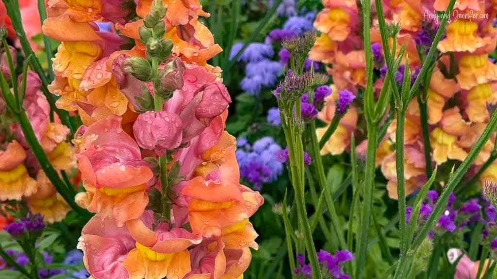 Colorful snapdragons and purple flowers with water droplets