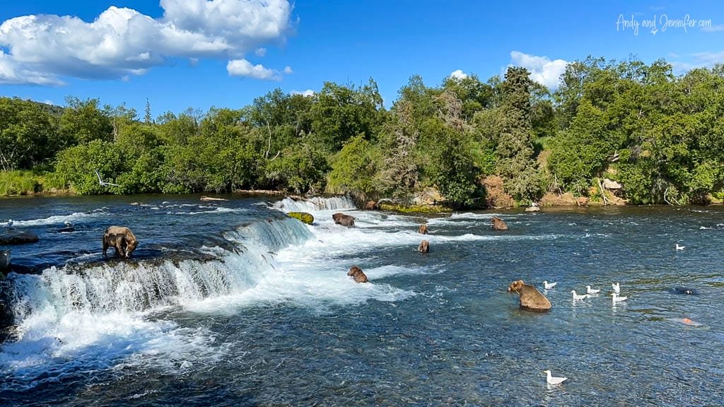 Bears fishing at a waterfall with seagulls in the river below