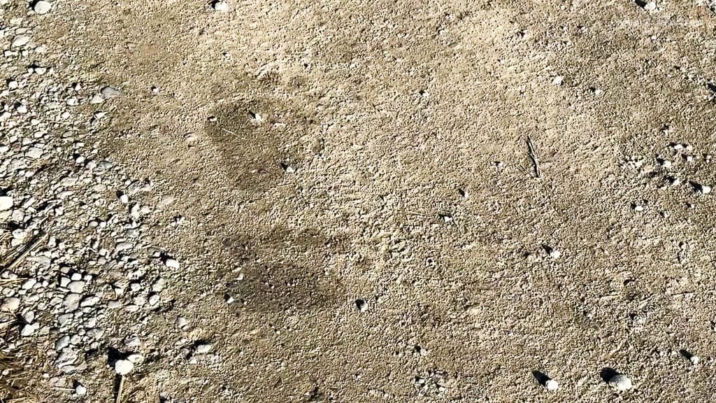 Bear paw print on a sandy dirt path