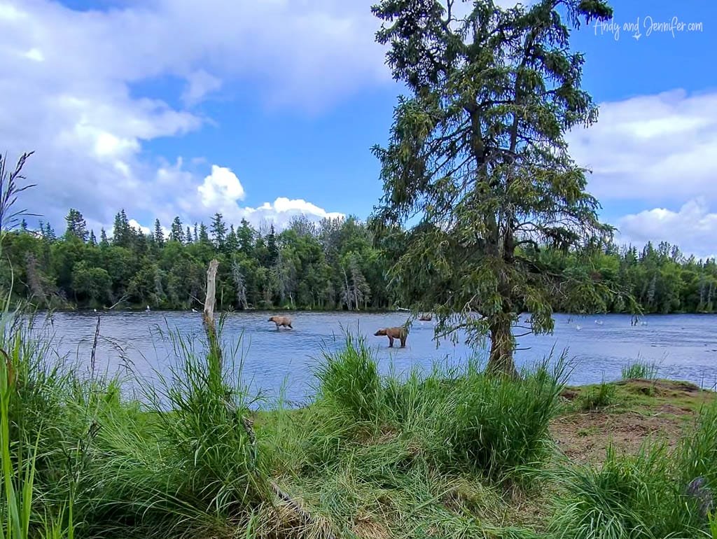 Brown bear wading in a river, surrounded by trees and tall grass