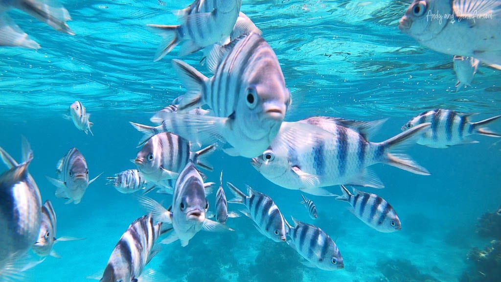 Striped sergeant major fish in crystal clear turquoise water