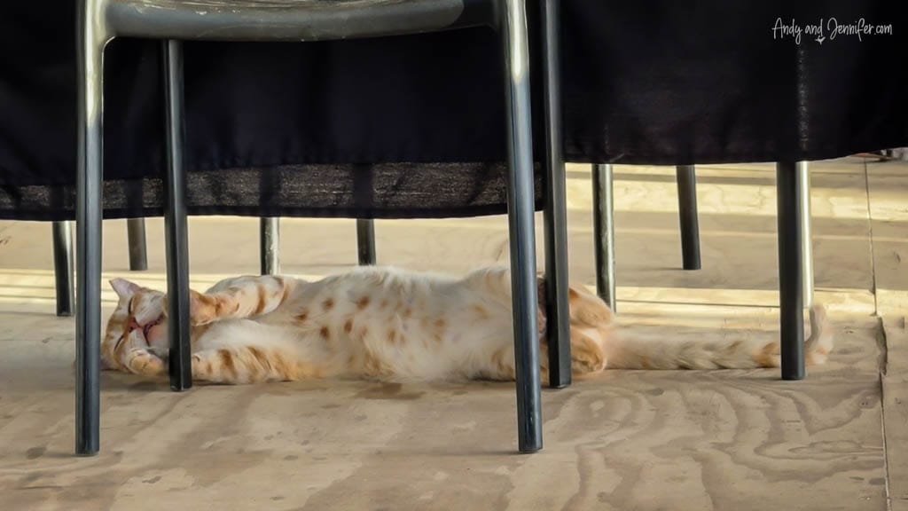 A relaxed orange cat lounging under a table at the Blue Lagoon Restaurant in Rarotonga