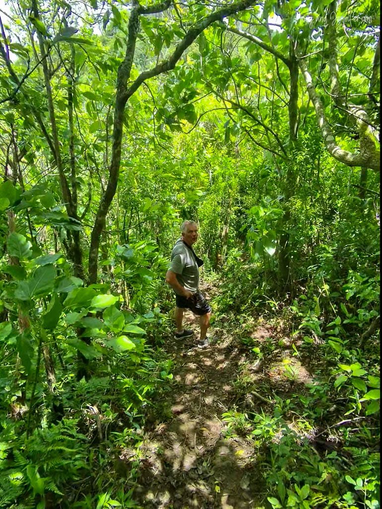 Man hiking on narrow trail surrounded by dense green foliage.