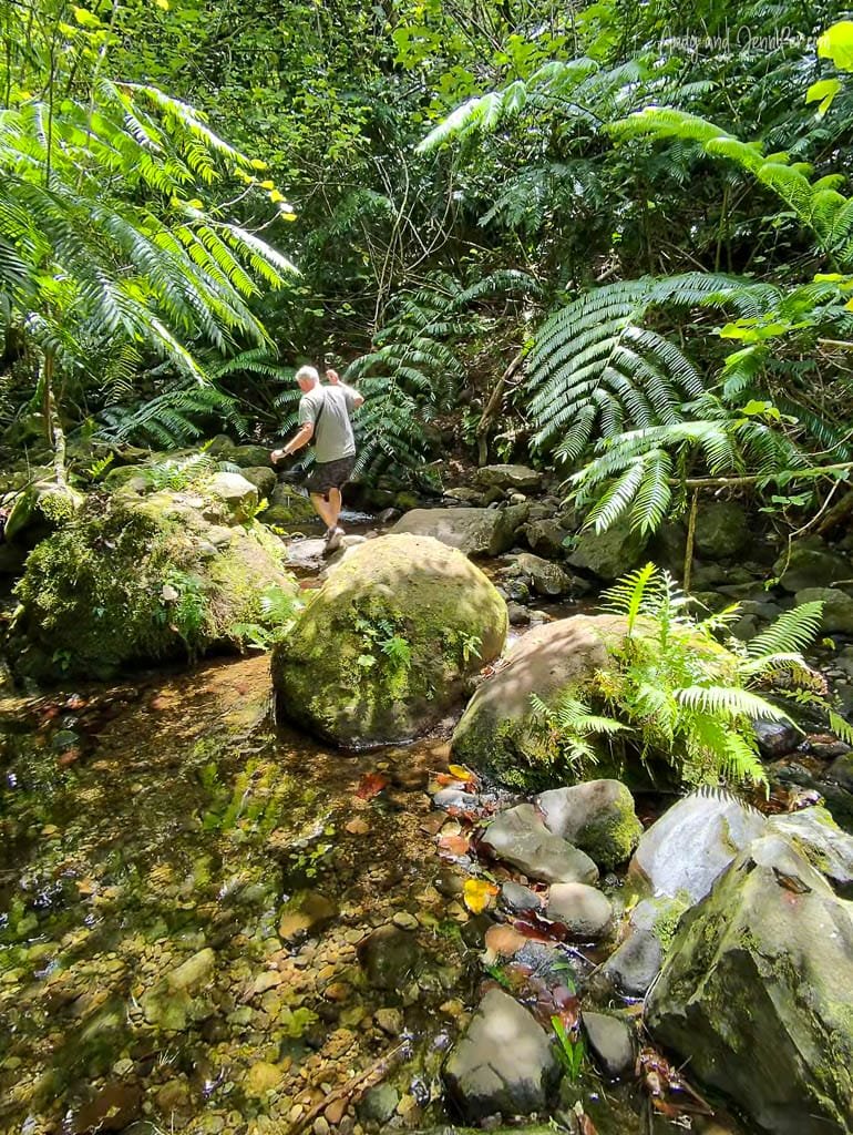 Man crossing rocky stream in tropical forest with ferns.