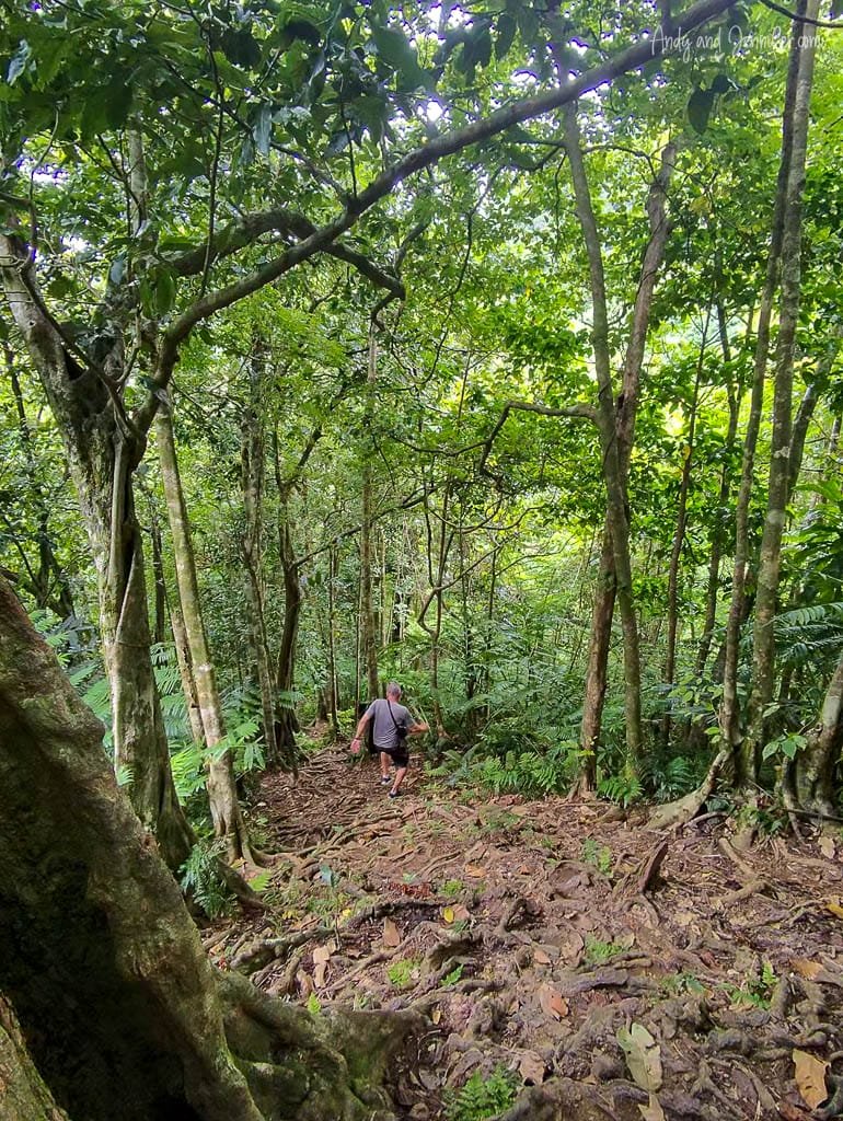 Man descending steep, root-covered trail in dense jungle.
