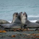 Seals interacting on a seaweed-covered beach near ocean waves