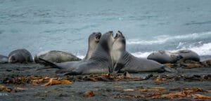Seals interacting on a seaweed-covered beach near ocean waves