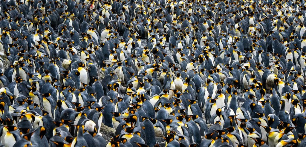 Thousands of king penguins on rocky terrain