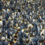 Colony of king penguins densely packed on rocky ground