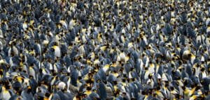 Colony of king penguins densely packed on rocky ground