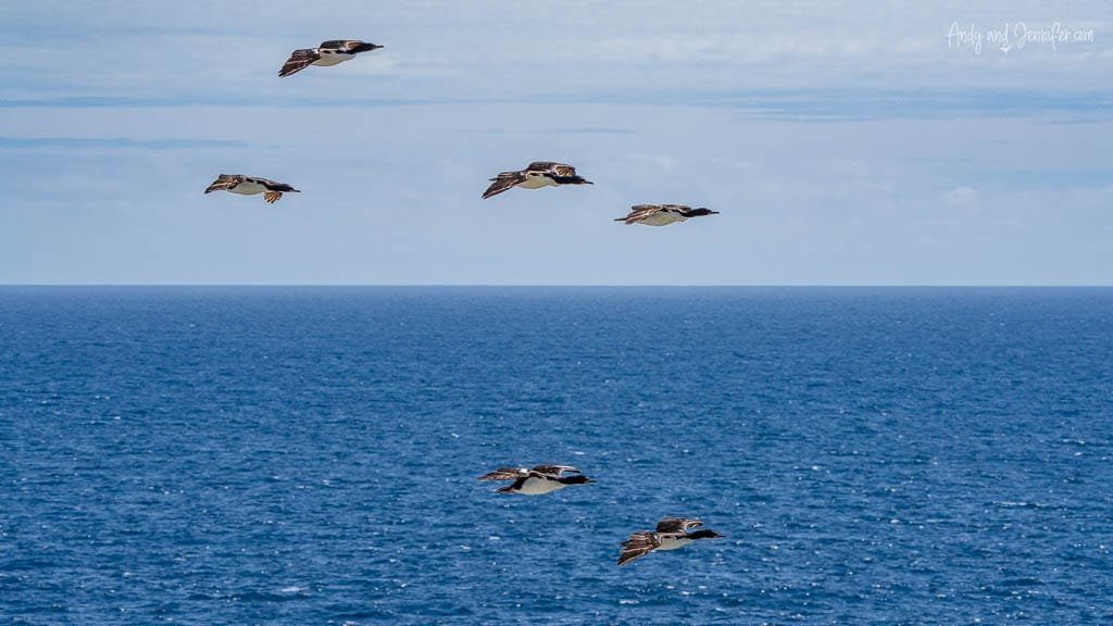 Flock of birds flying low over ocean