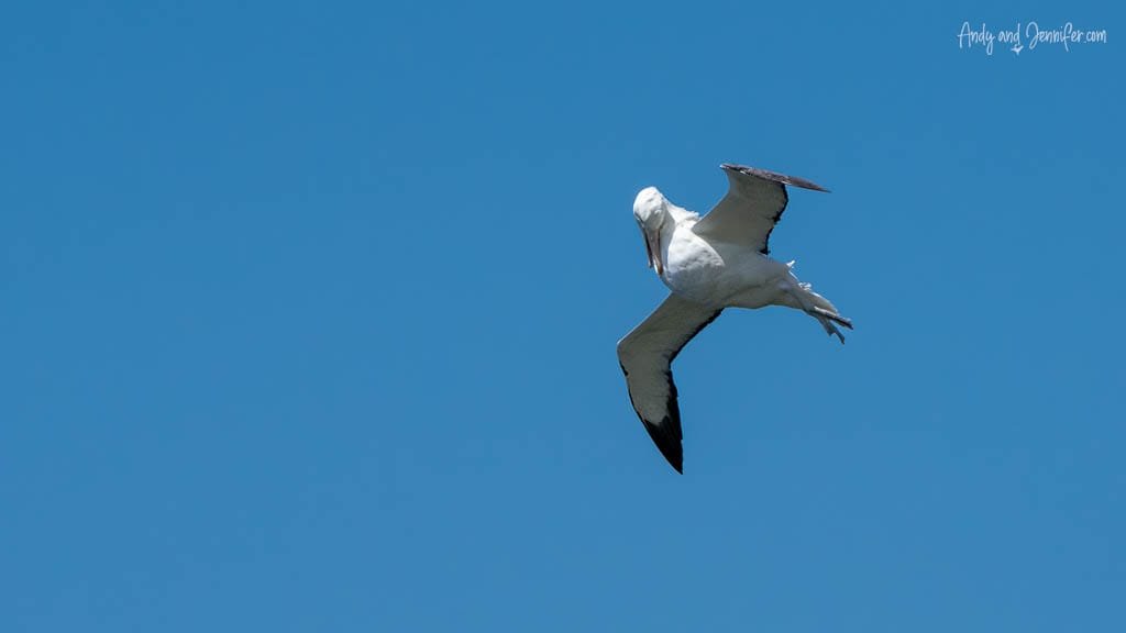 Albatross banking mid-flight in blue sky