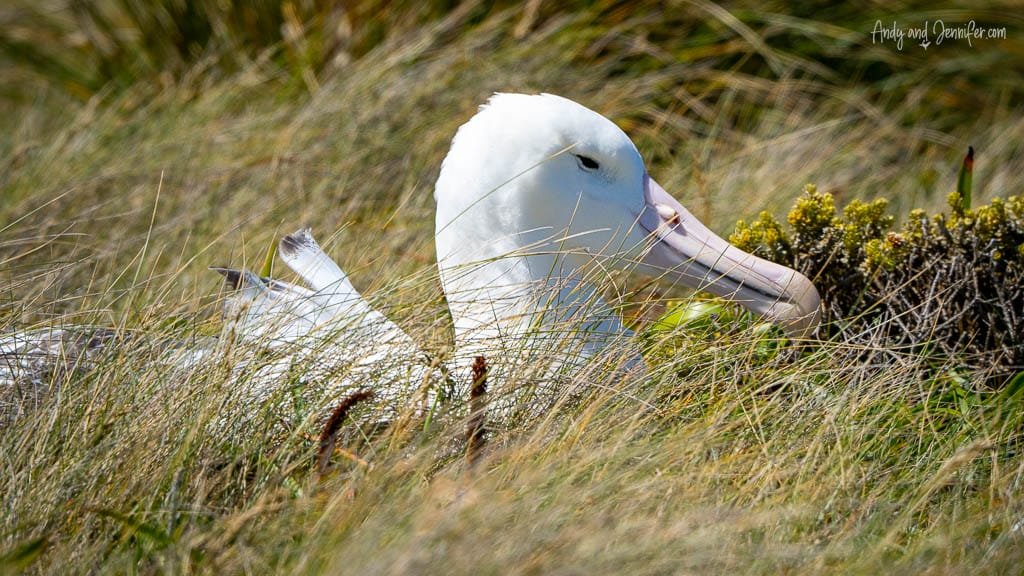 Wandering albatross nesting in tall grass