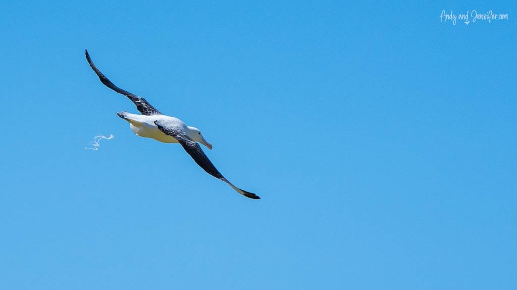 Albatross soaring while defecating midair