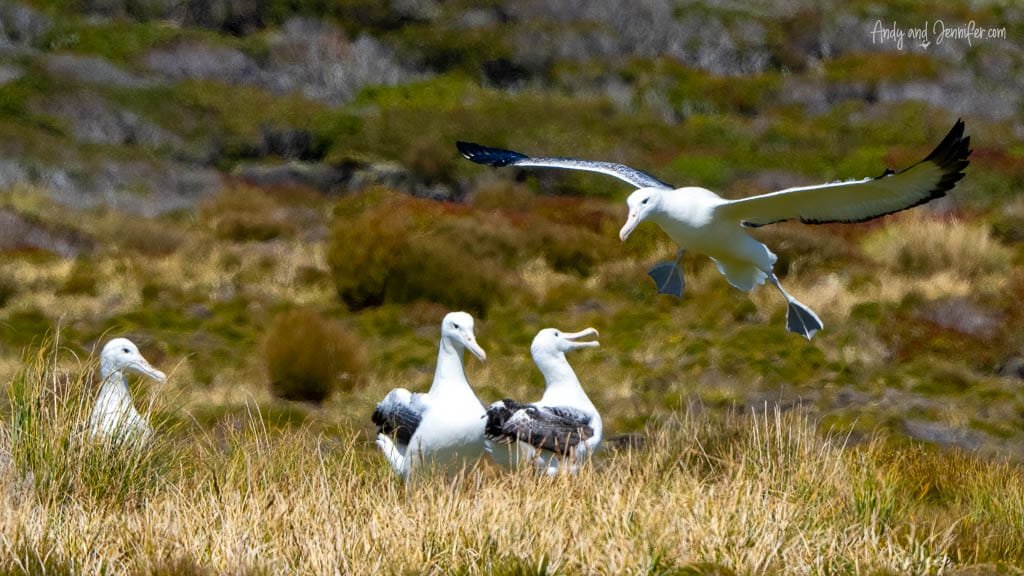 Group of albatrosses with one landing midair