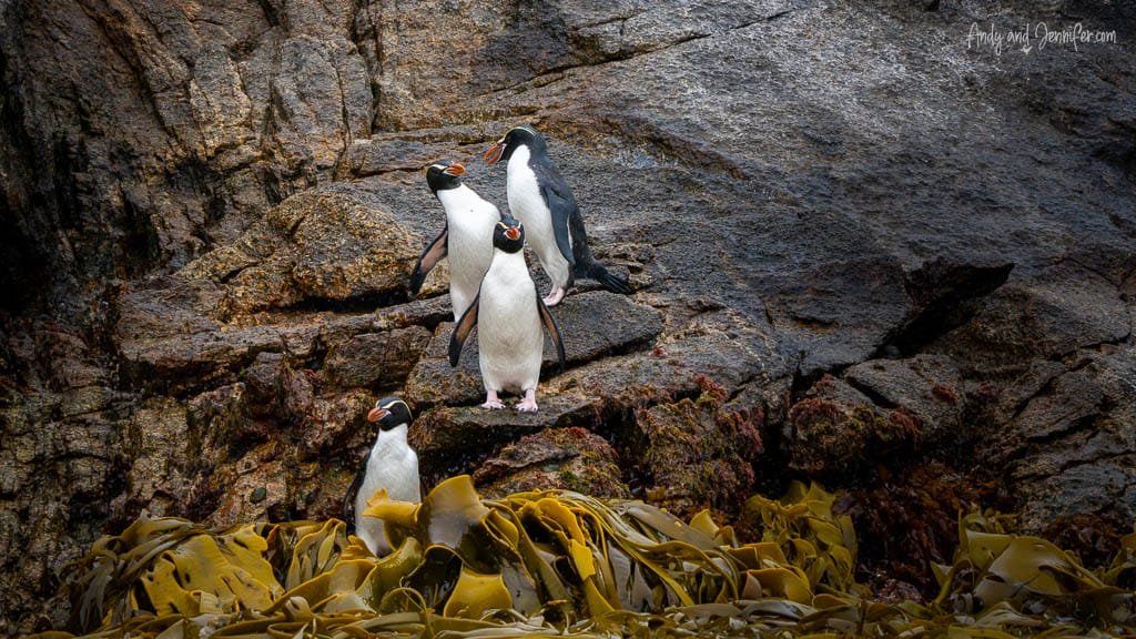 Penguins climbing rocky shoreline
