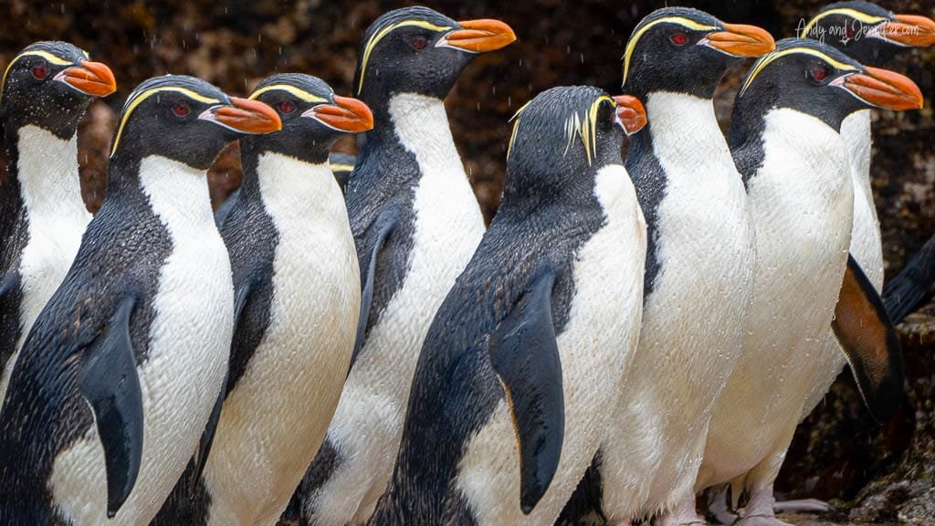 Close-up of penguins huddled together