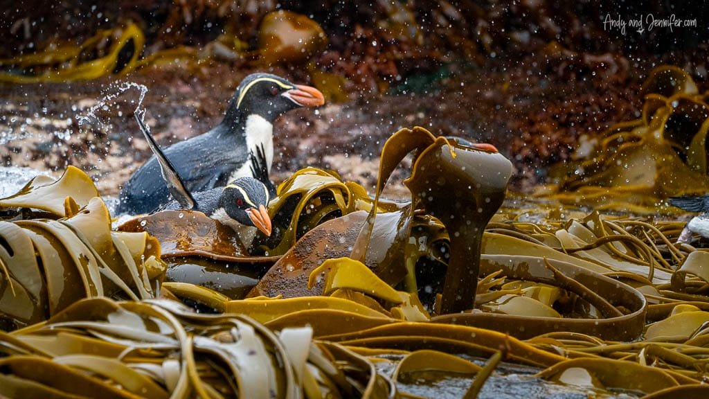 Penguins swimming through seaweed