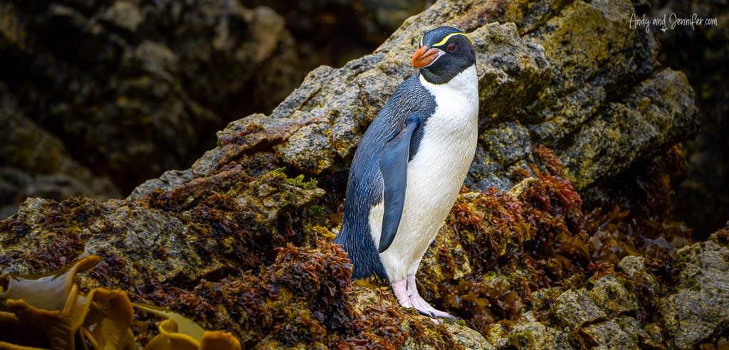 Lone penguin standing on wet rocks
