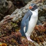 Penguin standing on rocky terrain covered in seaweed