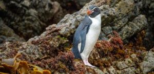 Penguin standing on rocky terrain covered in seaweed