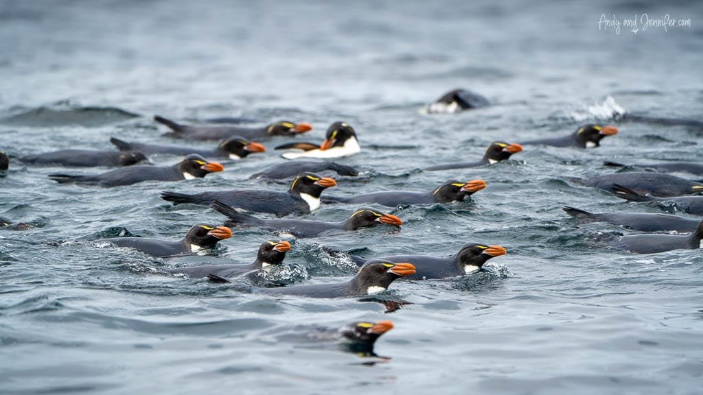Group of penguins swimming in cold ocean