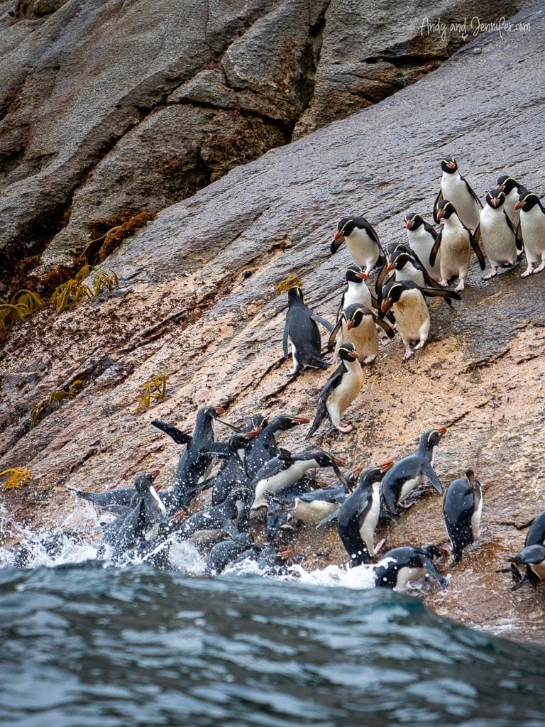 Penguins climbing rocky shore from ocean