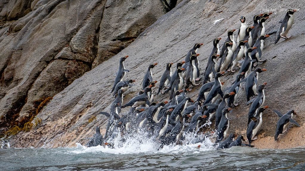Large colony of penguins scaling wet rocks