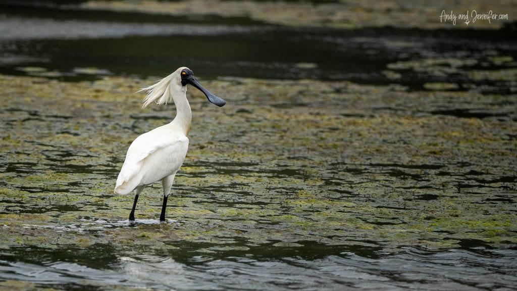 Royal spoonbill in algae-covered wetland