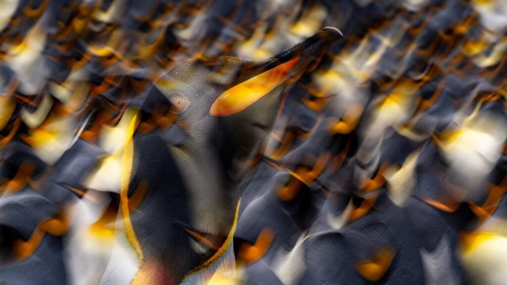 Abstract image of king penguin in colony