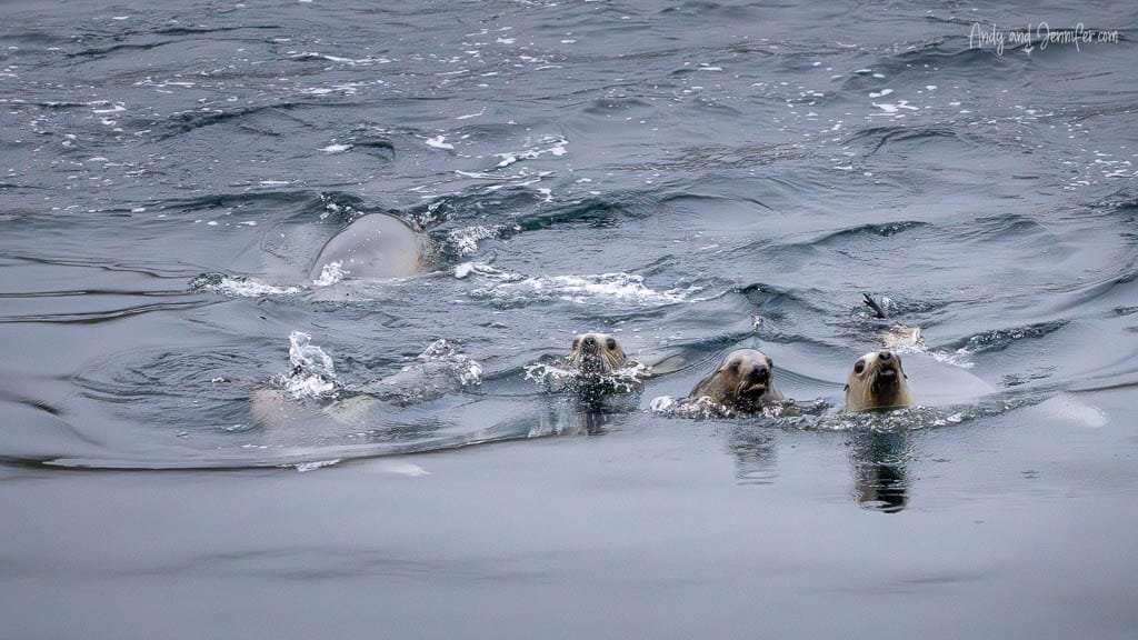 Group of seals swimming in cold ocean water