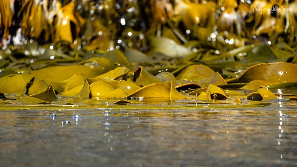Glossy seaweed covering coastal tide zone