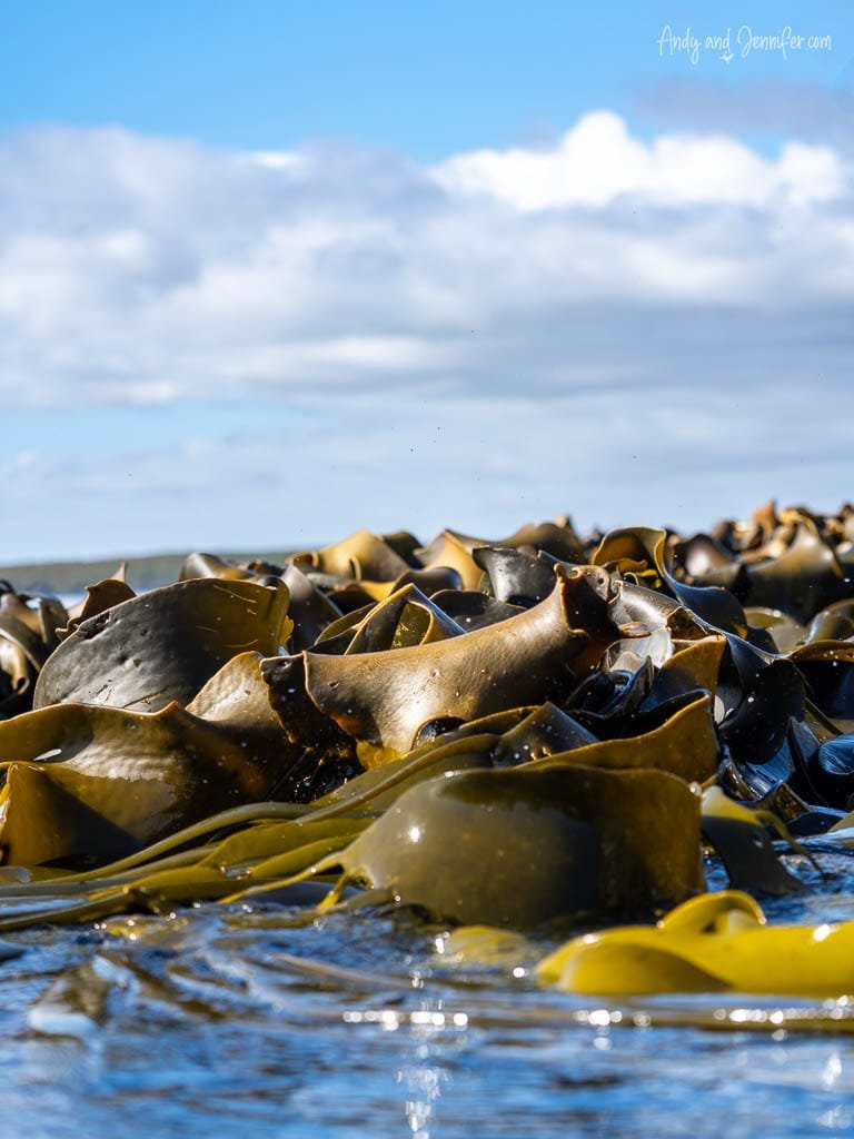 Seaweed blades emerging from shallow water
