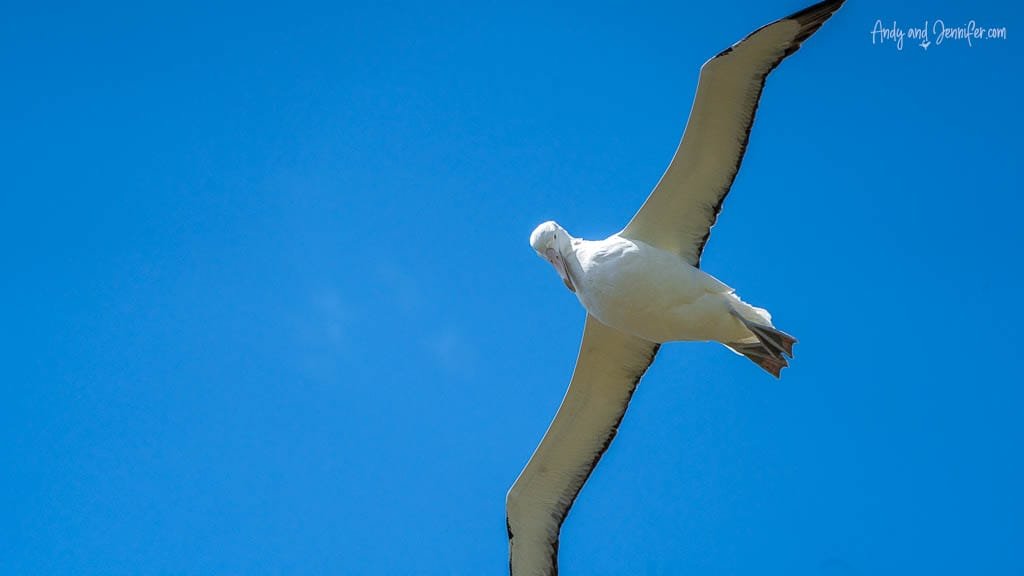Albatross flying overhead with wings spread