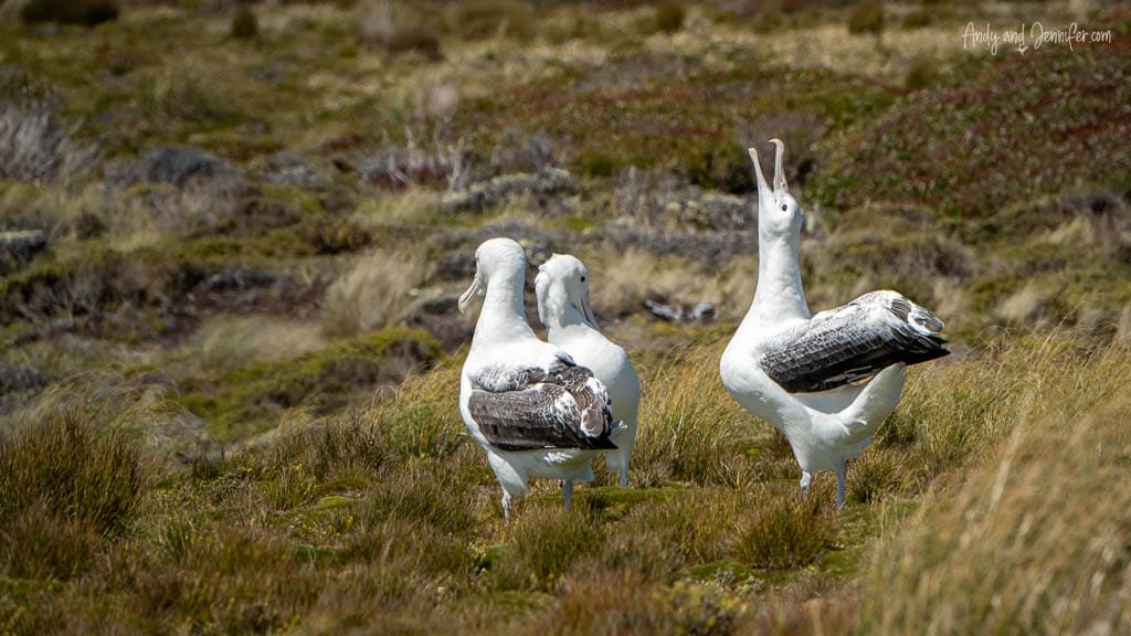 Albatross courtship display on grassy plain