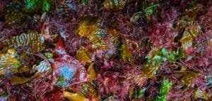 Close-up of colorful wet seaweed in shades of red and green