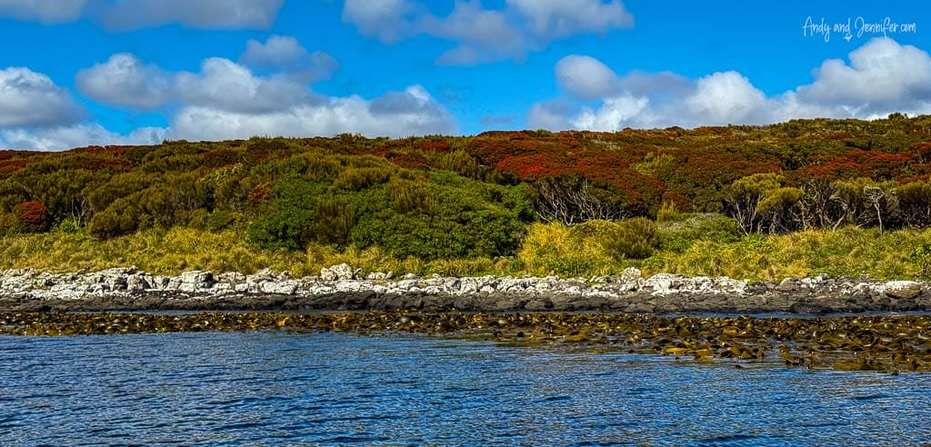 Coastal forest with red foliage and rocky shoreline