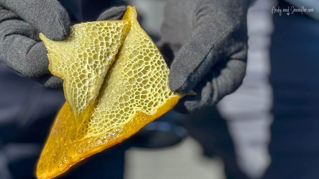 Close-up of kelp texture held in gloved hands