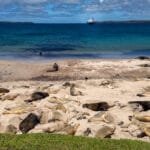Seals resting on a sandy beach with a ship in the background