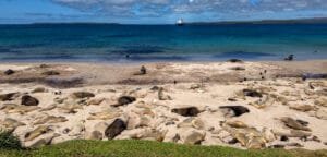 Seals resting on a sandy beach with a ship in the background