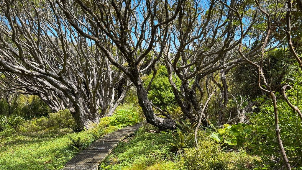 Curved trees over boardwalk in lush forest