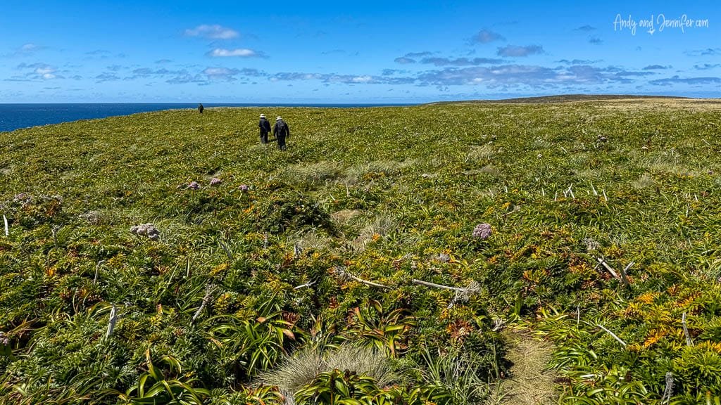 Hikers crossing windswept coastal grassland