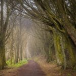 Misty forest path lined with towering moss-covered trees