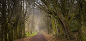 Misty forest path lined with towering moss-covered trees