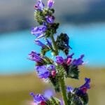 Close-up of purple wildflower with blurred blue water backdrop.